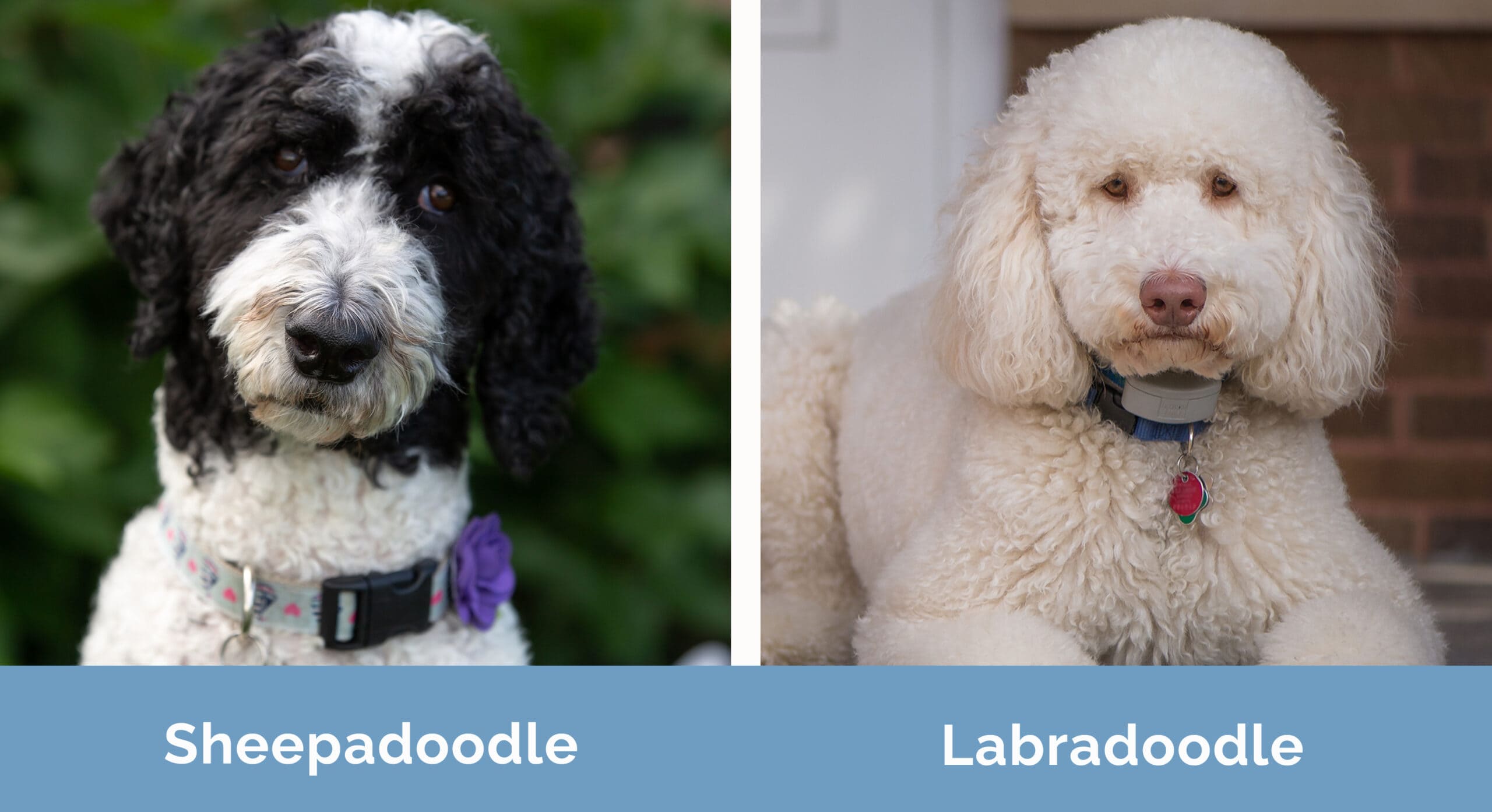 Sheepadoodle vs Labradoodle side by side