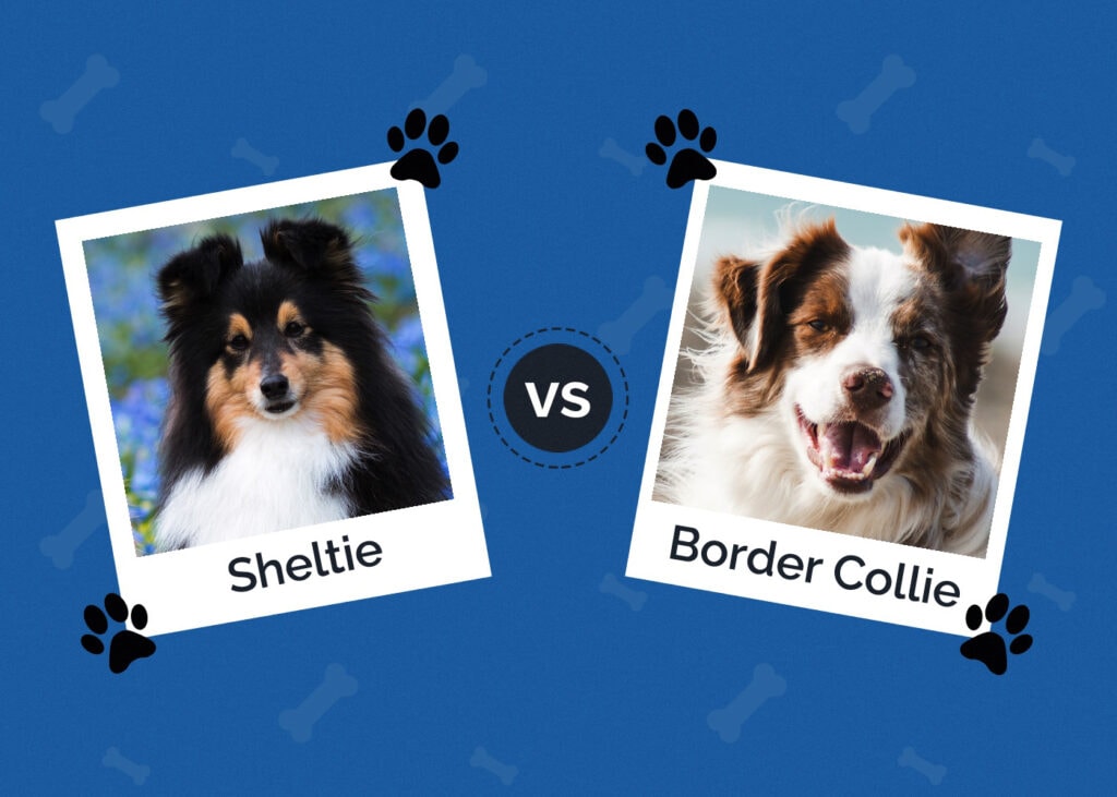Sheltie vs Border Collie