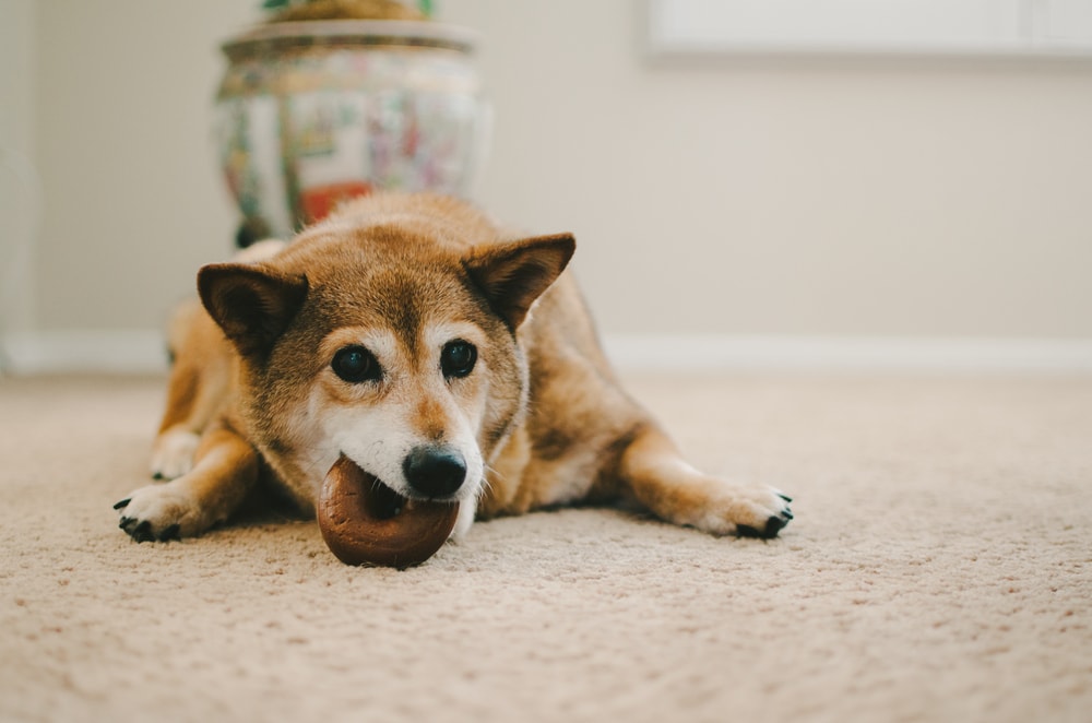 Shiba Inu Dog Eating Bagel