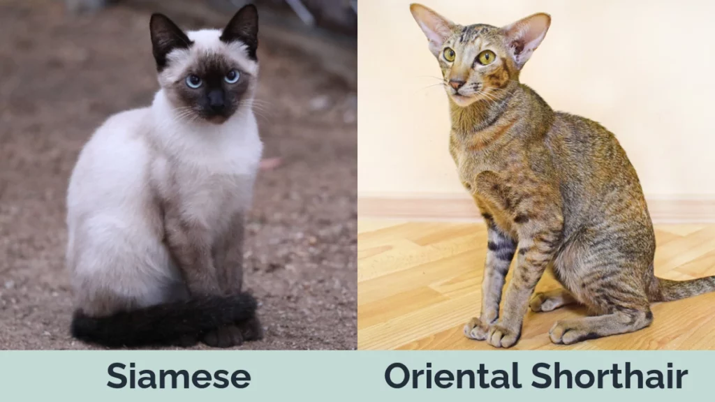 Siamese vs Oriental Shorthair - Visual Differences