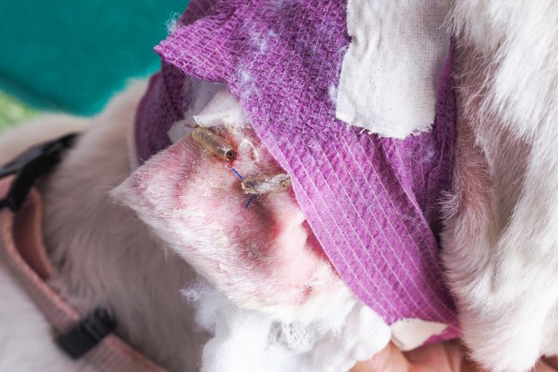 Sick dog have surgical wounds and stitches on the ears from the symptoms of Aural Hematoma disease