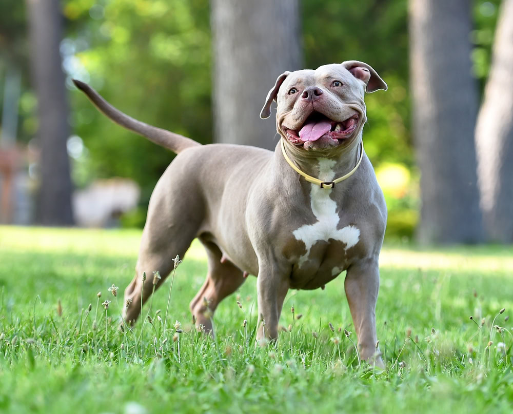 Silver American Bully dog standing in the park