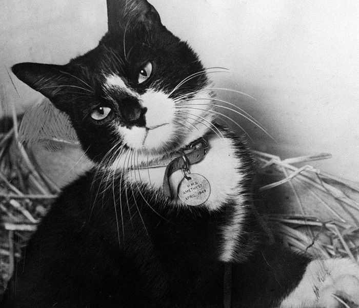 Simon soldiers hero cat