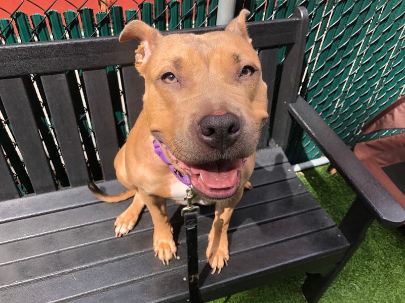 Smiling tan pitbull sitting on a bench
