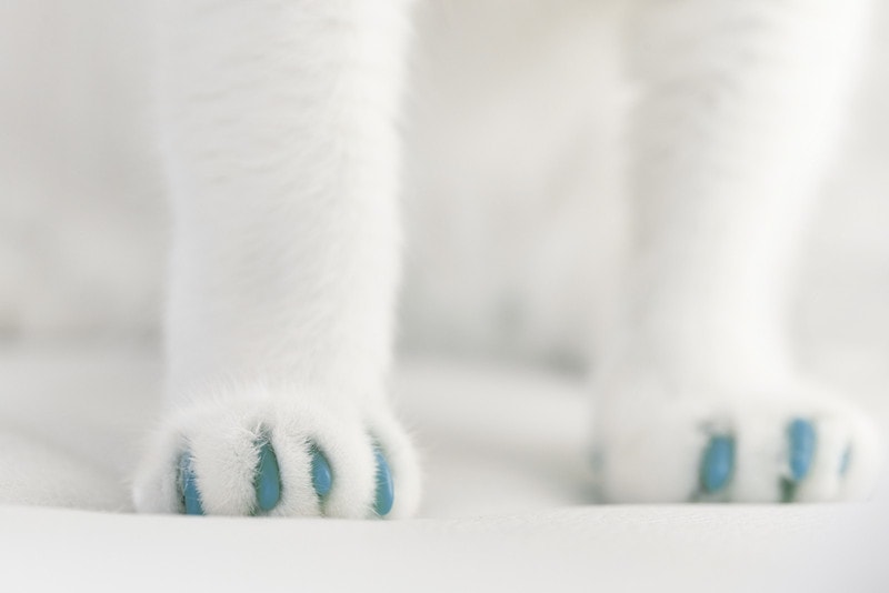 Soft Claws Nail Caps for Cats