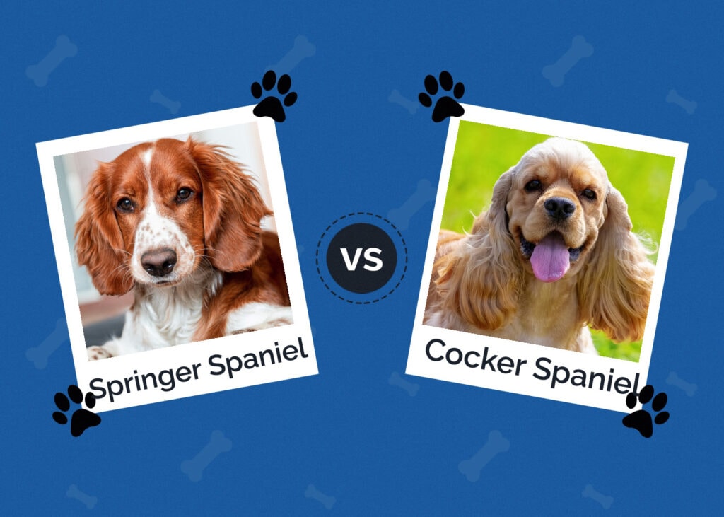Springer Spaniel vs Cocker Spaniel