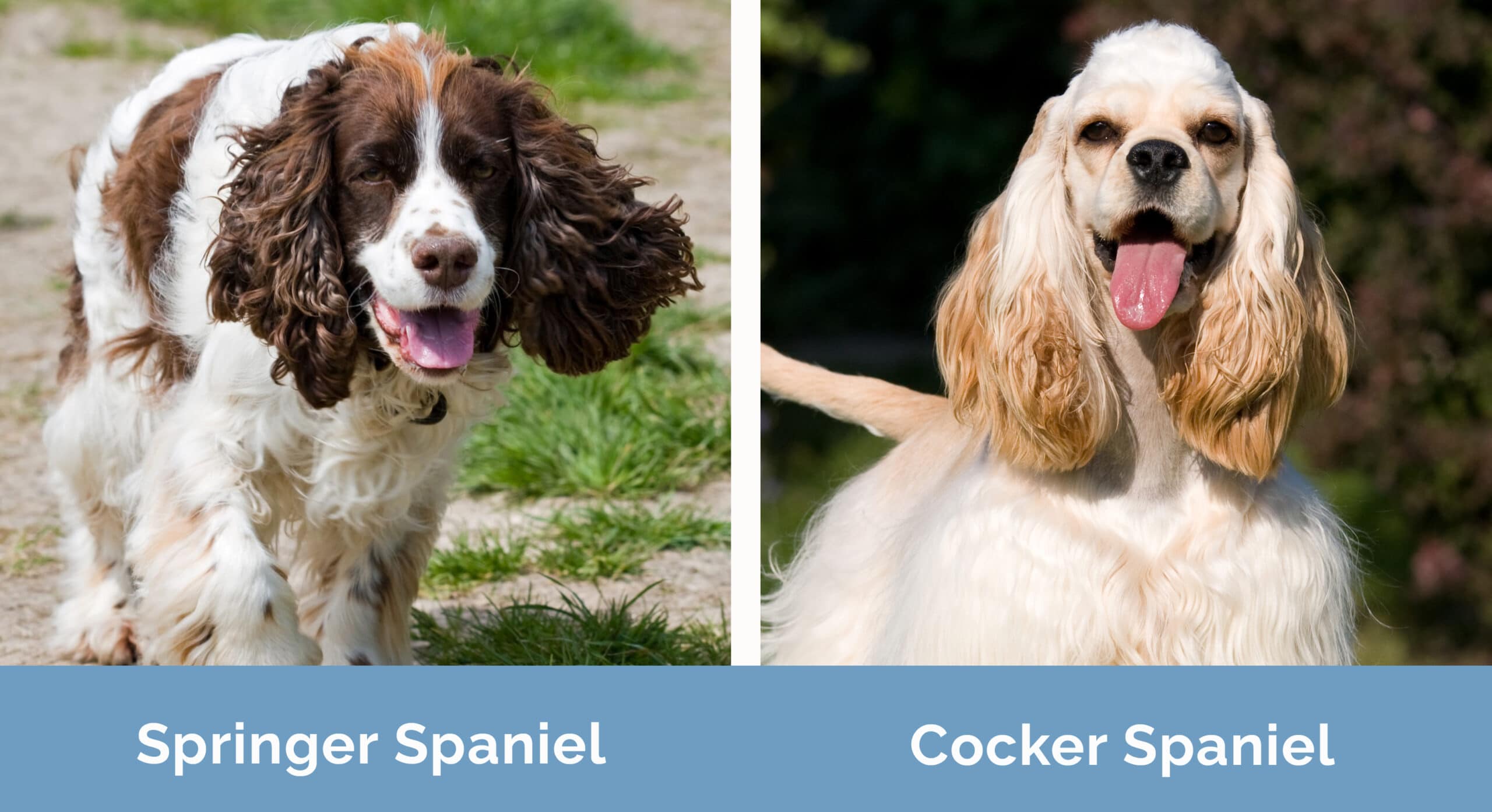 Springer Spaniel vs Cocker Spaniel side by side