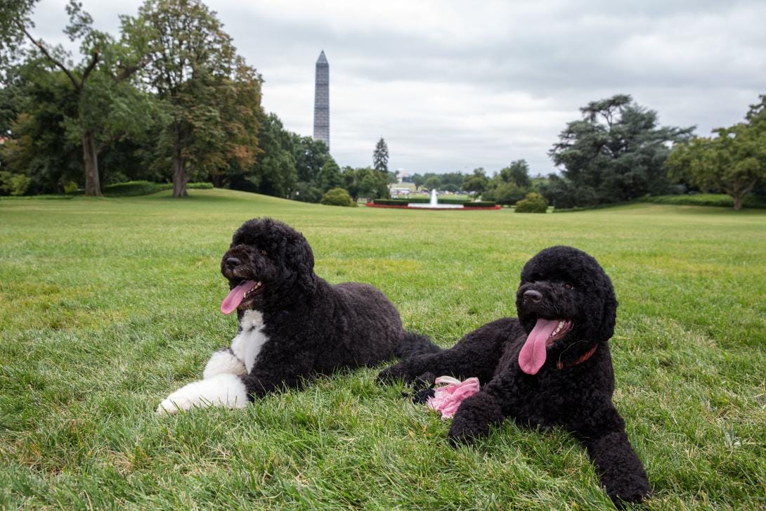 Sunny & Bo - Obama