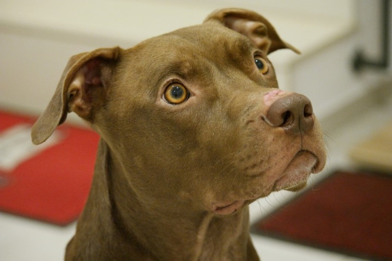 Tan pitbull portrait