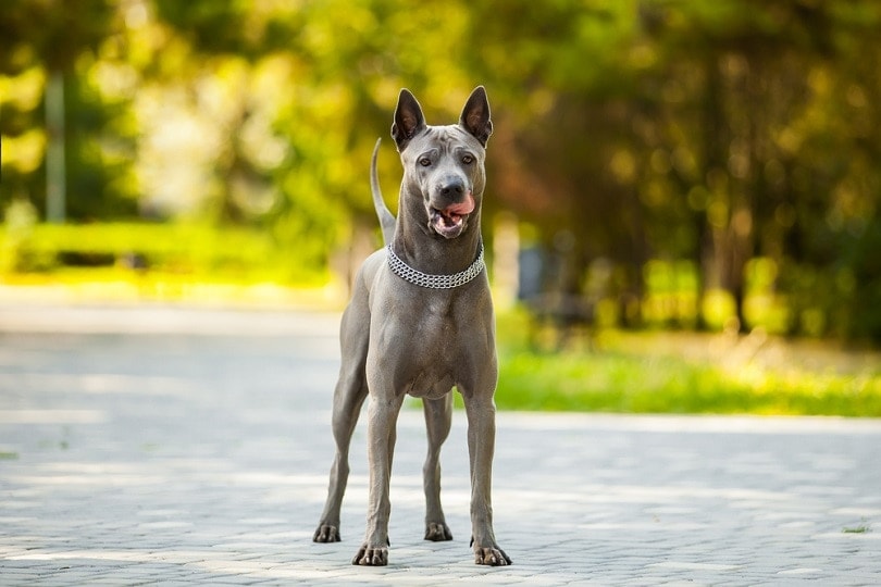 Thai ridgeback dog