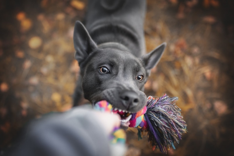 Thai ridgeback puppy playing with rope toy