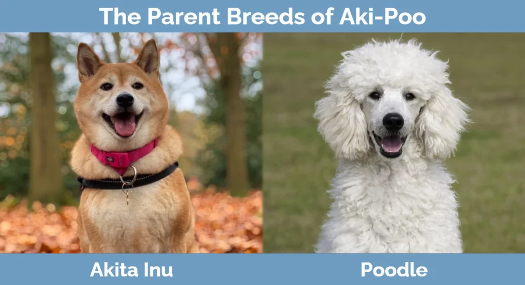 The parent breeds of Aki-Poo