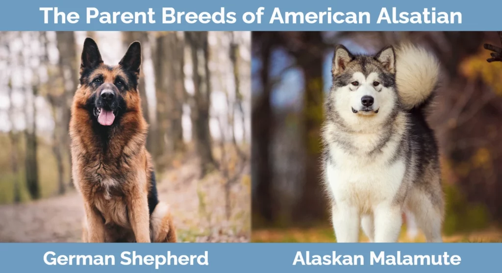The parent breeds of American Alsatian