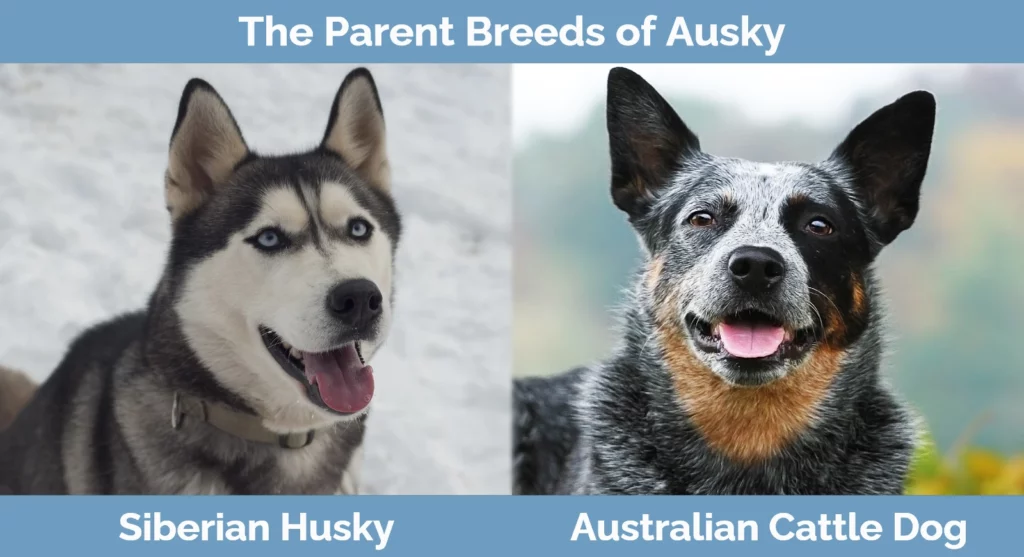The parent breeds of Ausky