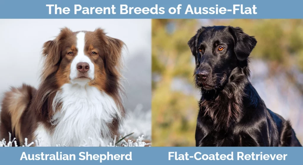 The parent breeds of Aussie-Flat