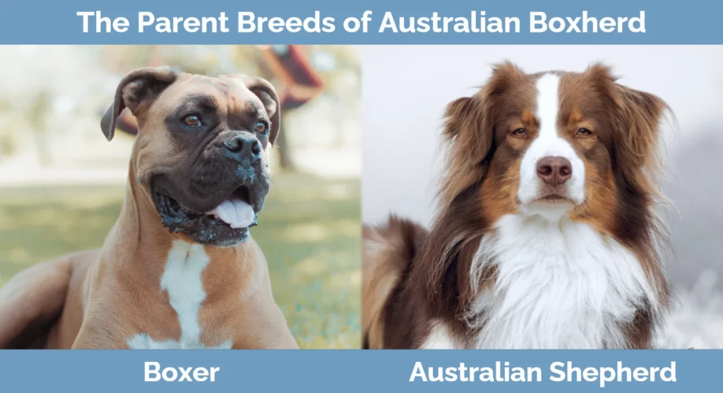 The parent breeds of Australian Boxherd