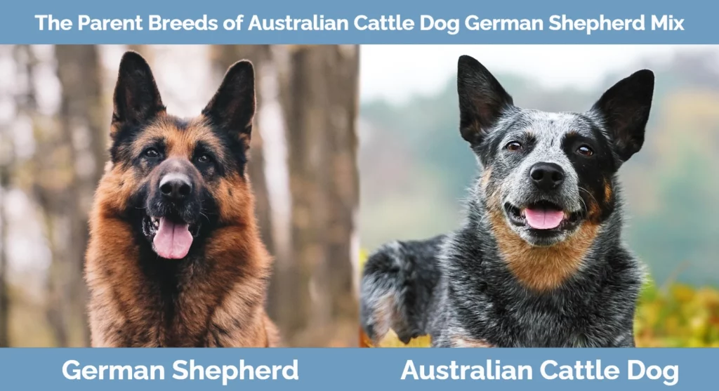 The parent breeds of Australian Cattle Dog German Shepherd Mix