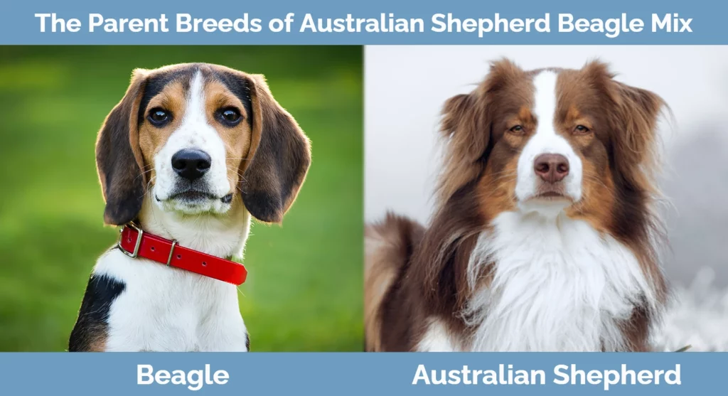 The parent breeds of Australian Shepherd Beagle Mix
