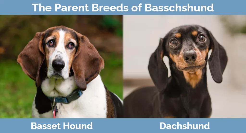 The parent breeds of Basschshund