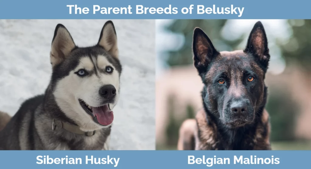 The parent breeds of Belusky