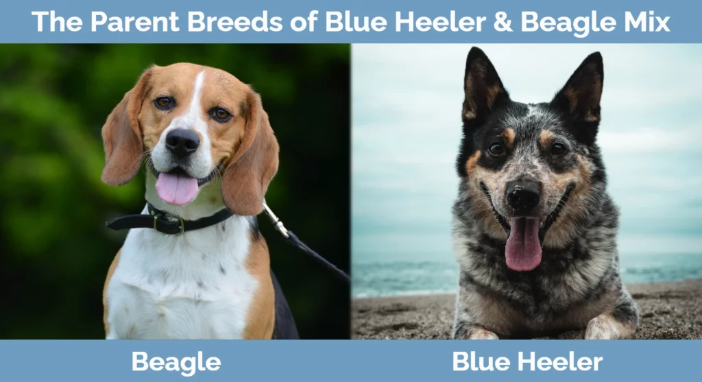 The parent breeds of Blue Heeler & Beagle Mix