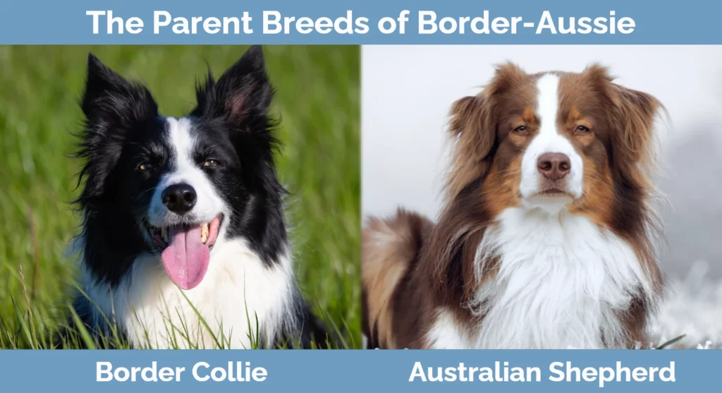 The parent breeds of Border-Aussie
