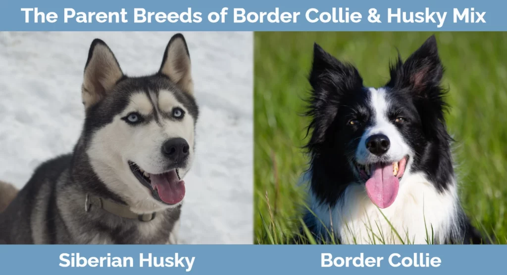 The parent breeds of Border Collie & Husky Mix