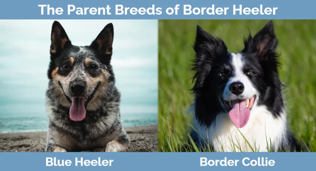The parent breeds of Border Heeler