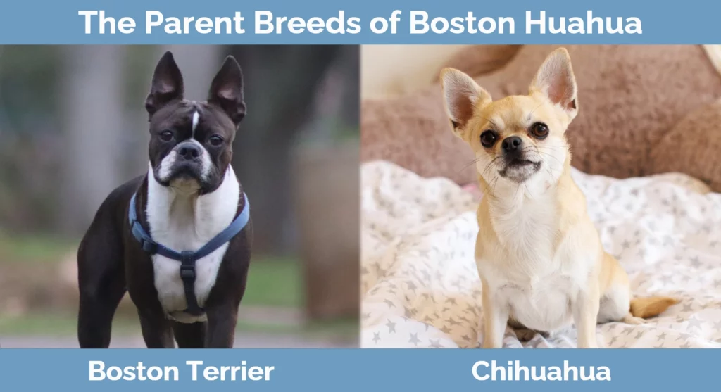 The parent breeds of Boston Huahua