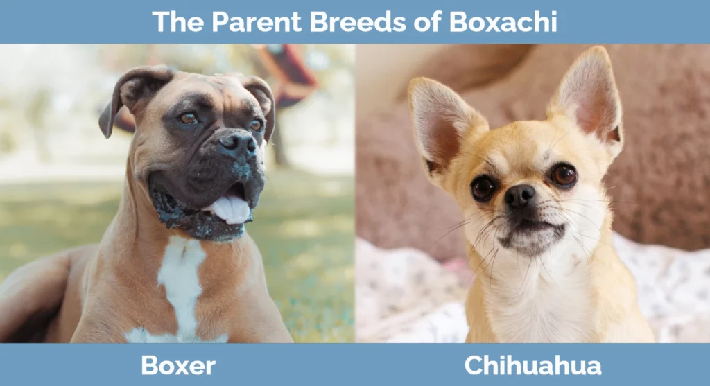 The parent breeds of Boxachi