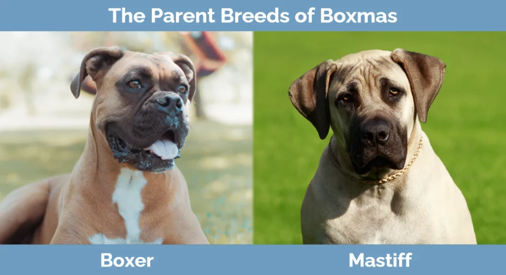 The parent breeds of Boxmas