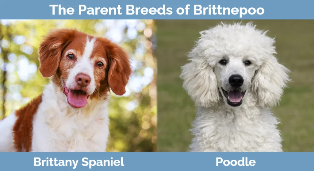 The parent breeds of Brittnepoo