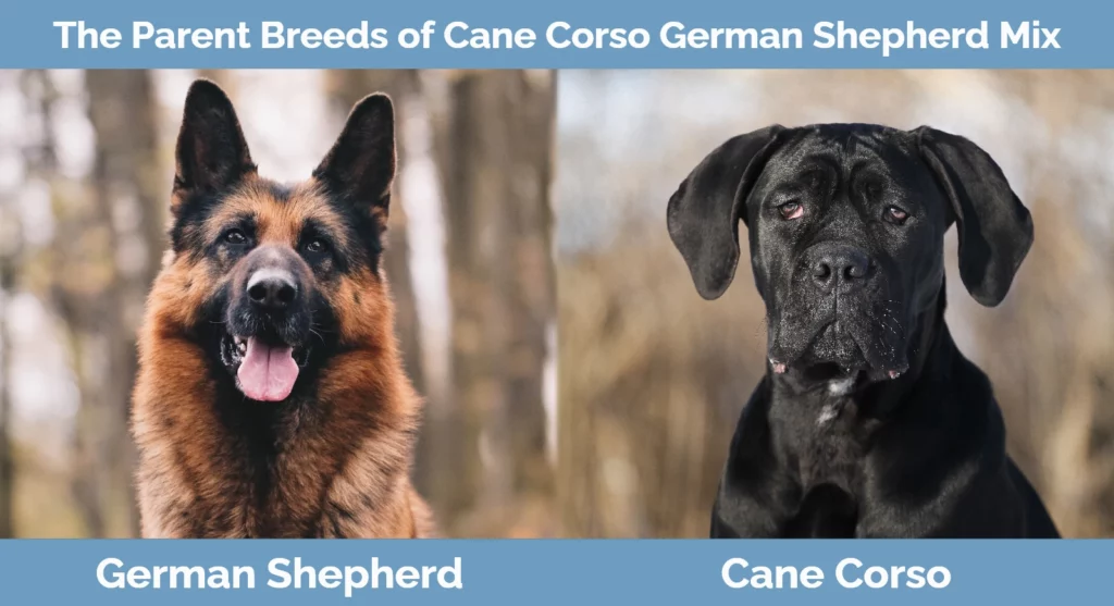 The parent breeds of Cane Corso German Shepherd Mix