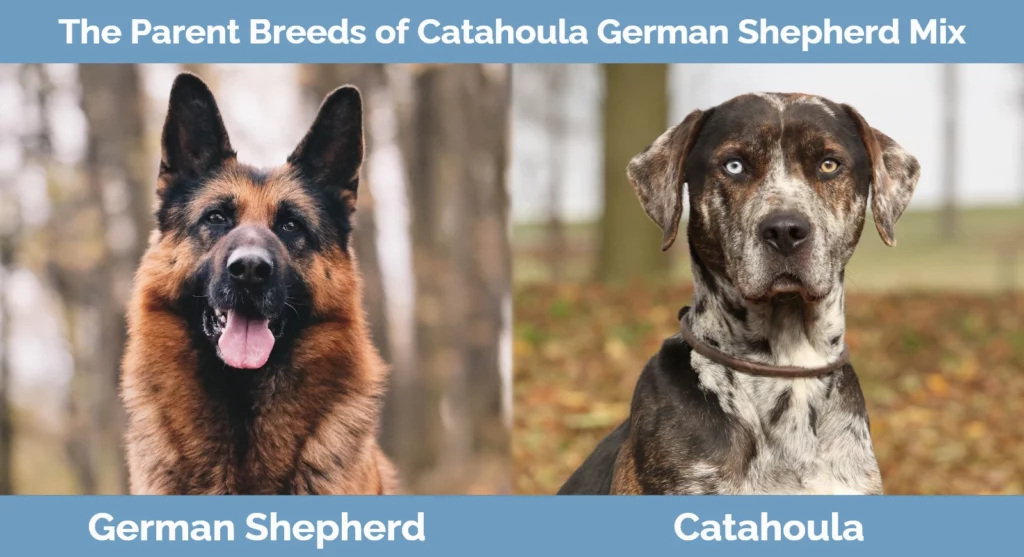 The parent breeds of Catahoula German Shepherd Mix