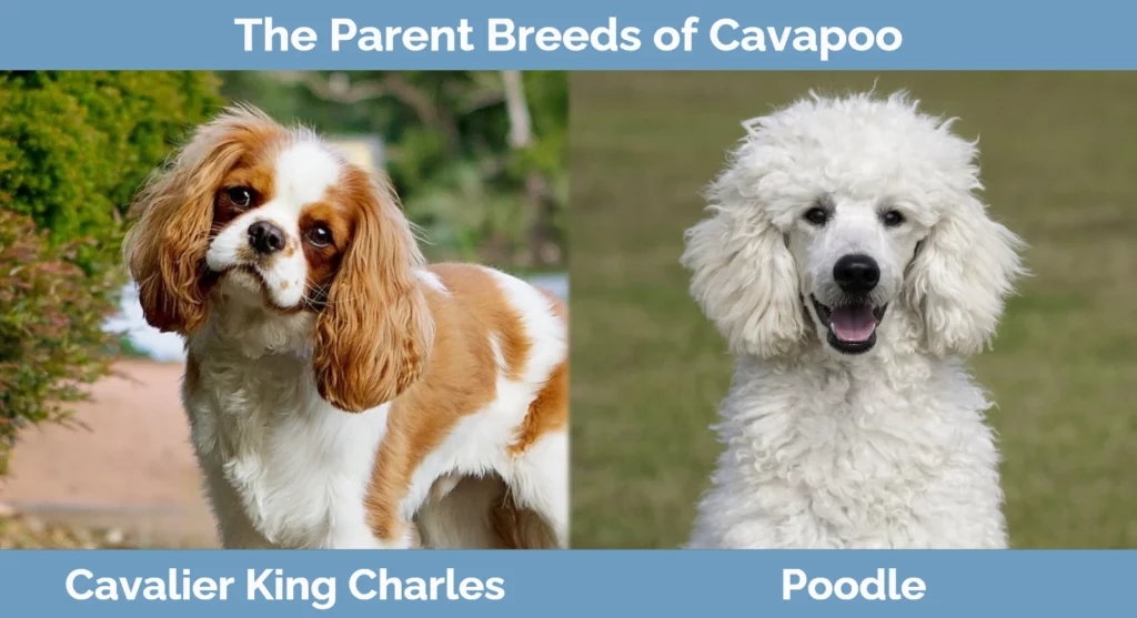 The parent breeds of Cavapoo