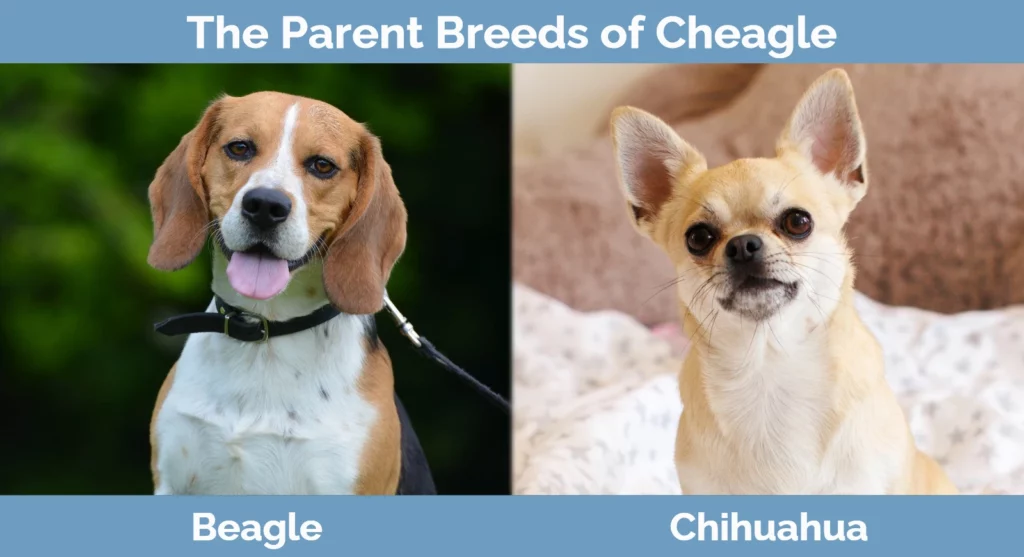 The parent breeds of Cheagle