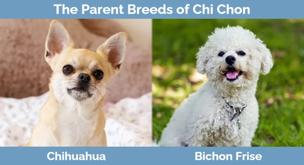 The parent breeds of Chi Chon