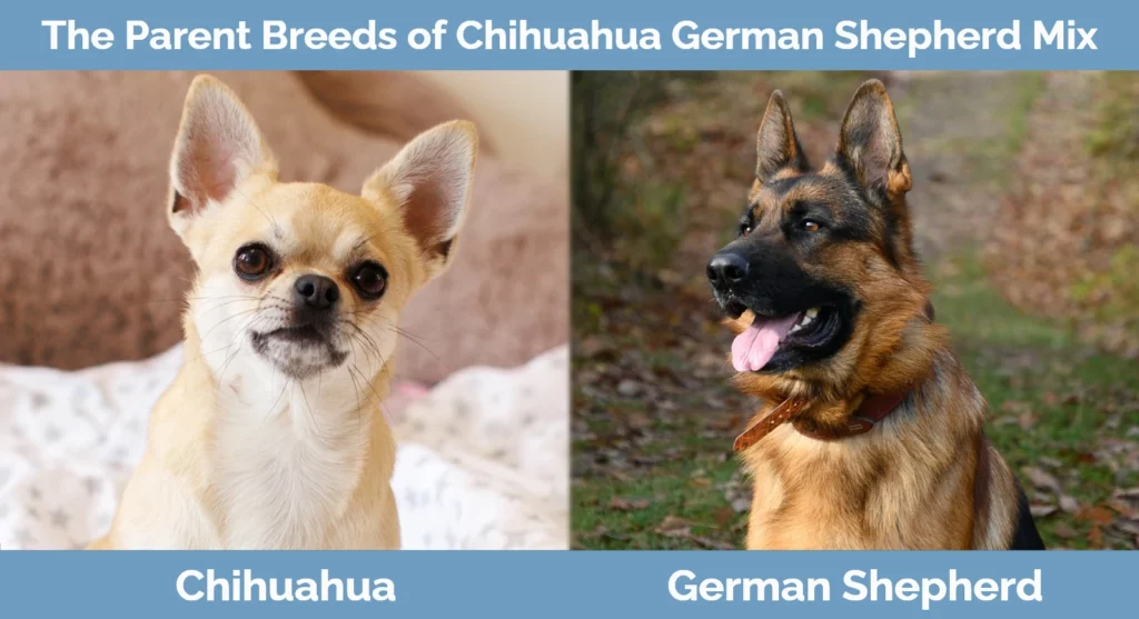 The parent breeds of Chihuahua German Shepherd Mix