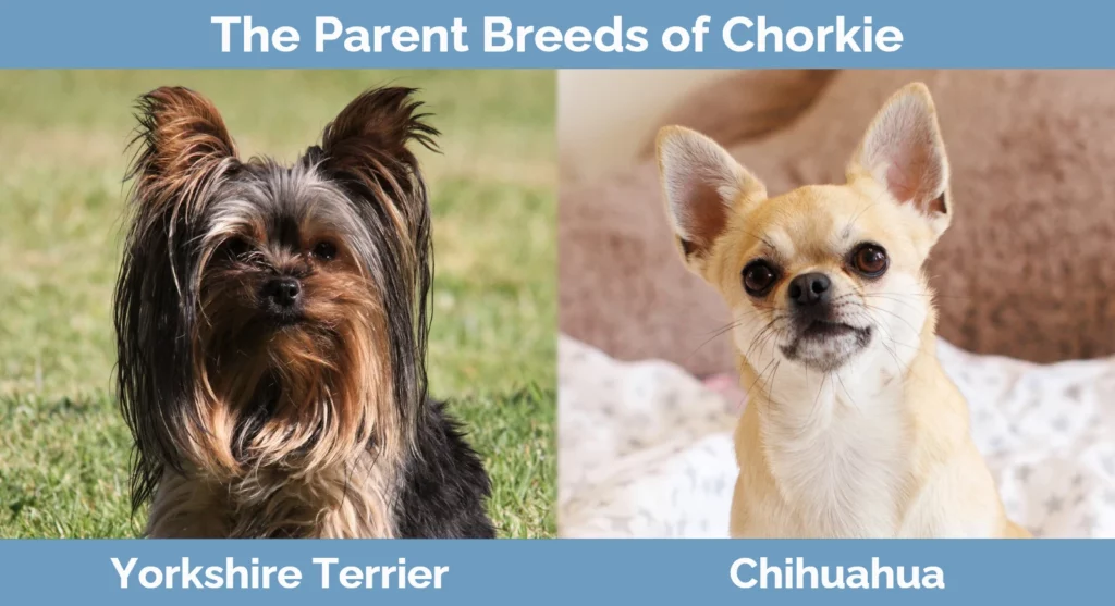 The parent breeds of Chorkie