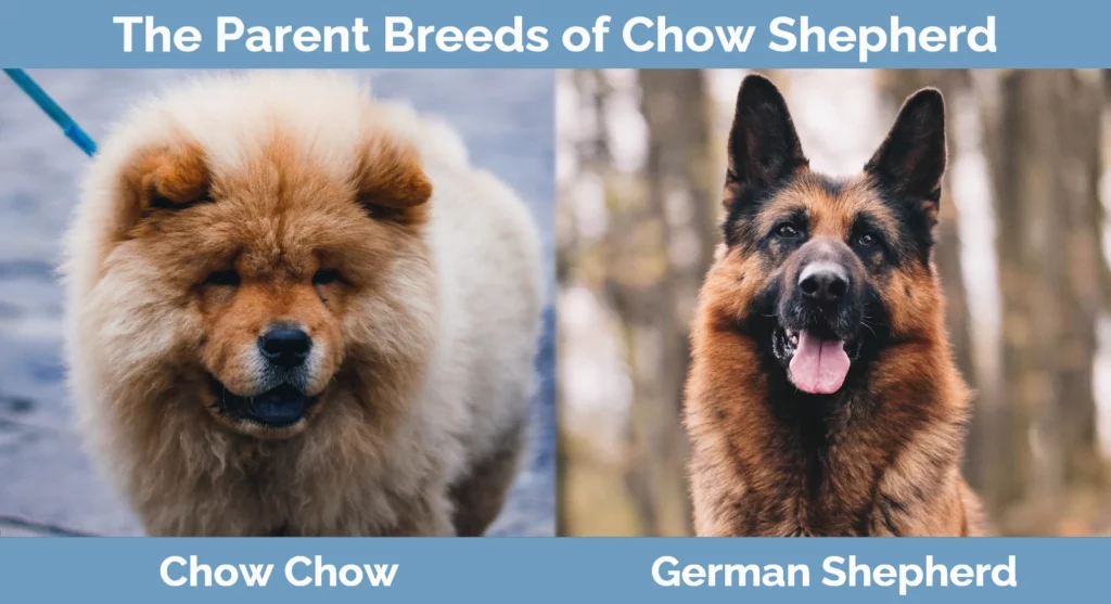 The parent breeds of Chow Shepherd