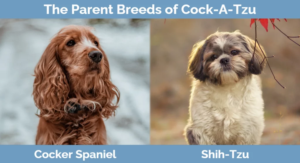The parent breeds of Cock-A-Tzu