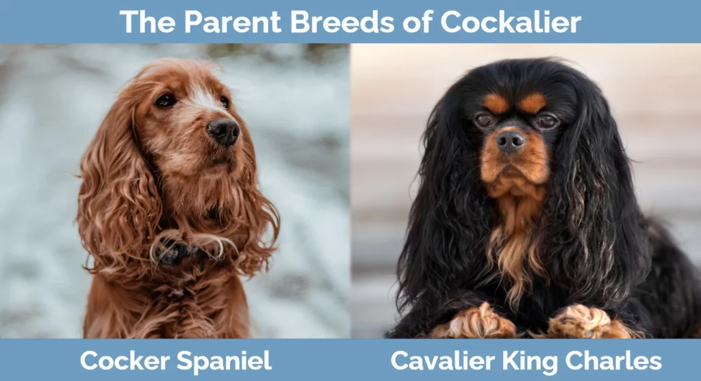 The parent breeds of Cockalier