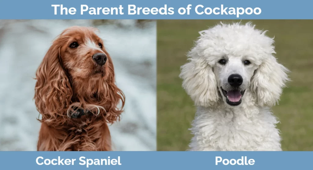 The parent breeds of Cockapoo