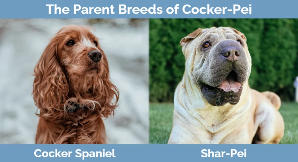 The parent breeds of Cocker-Pei