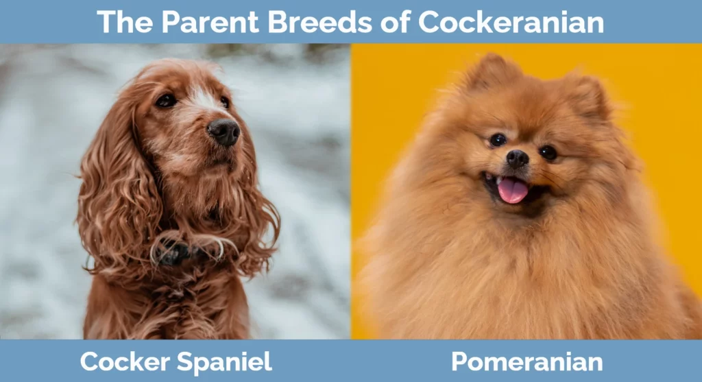 The parent breeds of Cockeranian