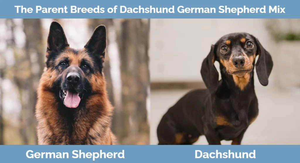 The parent breeds of Dachshund German Shepherd Mix