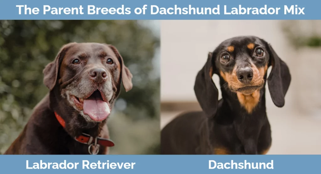 The parent breeds of Dachshund Labrador Mix