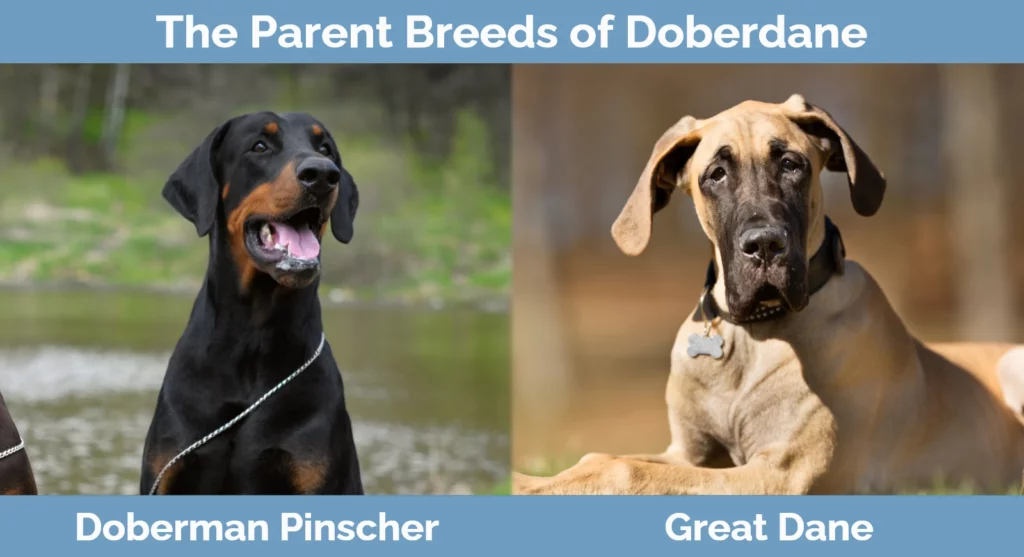 The parent breeds of Doberdane
