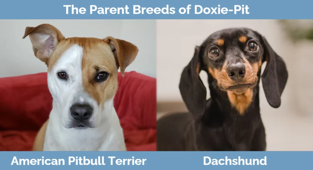 The parent breeds of Doxie-Pit