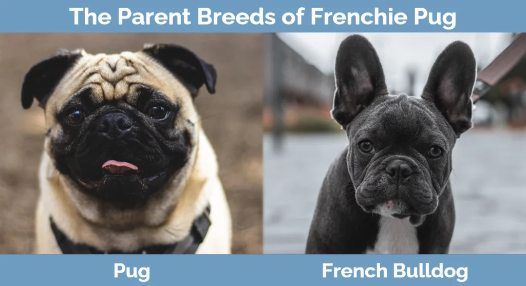 The parent breeds of Frenchie Pug